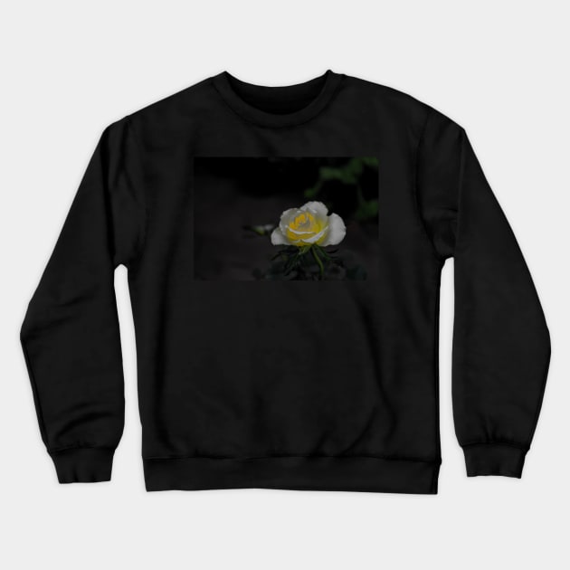 White rose blossom with bright yellow center on dark green black background Crewneck Sweatshirt by kall3bu